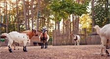 The Children's Farm at Center Parcs Park Bostalsee