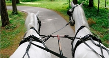 Center Parcs Excursions: Covered wagon ride at Center Parcs Het Heijderbos